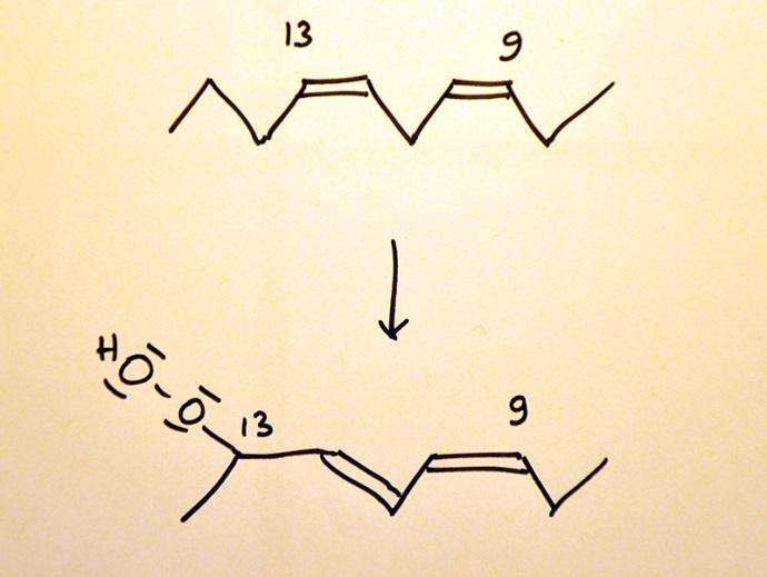 De reactievergelijking van de aerobe reactie: De UV-absorbtie bij het gevormde linolzuurhydroperoxide wordt veroorzaakt door vorming van een geconjugeerd