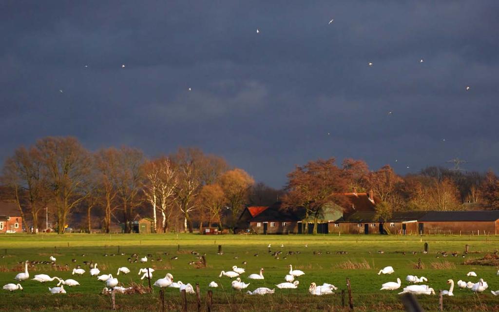 ARTIKEL Populatietrends van overwinterende en doortrekkende watervogels in Nederland in 1975-21 Gemengde groep zwanen en ganzen op grasland bij Ermelo (foto: Peter Teune) Mixed flock of geese and