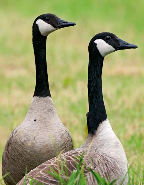 index (1985/86=1) 3 alle soorten all species eenden ducks 25 ganzen en zwanen geese and swans steltlopers - waders 2 15 1 5 8/81 85/86 9/91 95/96 /1 5/6 Figuur 9.