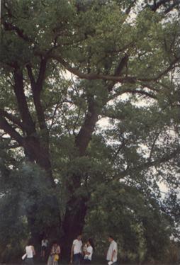 Se găsesc mai rar exemplare de stejar peduncular (Quercus robur) şi diverse specii moi ca: plop alb (Populus alba), plop negru (Populus nigra), salcie (Salix triandra), ulm (Ulmus foliacea).