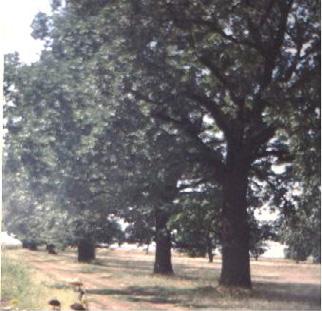 12.2003 privind punerea sub regim de protecţie a Arborelui de lalele