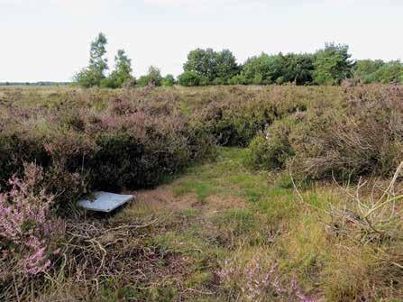 Drenthe In Drenthe is al sinds 1959 systematisch onderzoek gedaan naar loopkevers in heidegebieden (voor meer informatie: Den Boer, P. J.& T. S. van Dijk 1994.