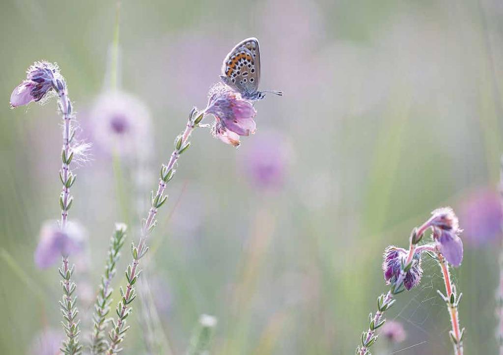 RESULTATEN DE KAAISTOEP - AANTALLEN NACHTACTIEVE VLIEGENDE INSECTEN Seizoen, weer en waarnemerseffecten De eerste conclusie na de analyse van de data is dat alle onderzochte variabelen grote invloed