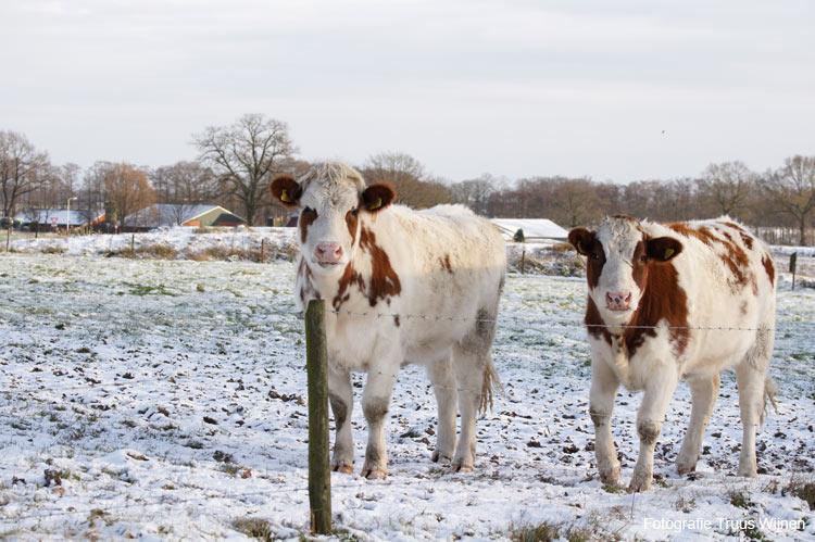 Vrijstelling voor hobbymatig gehouden dieren Peildatum