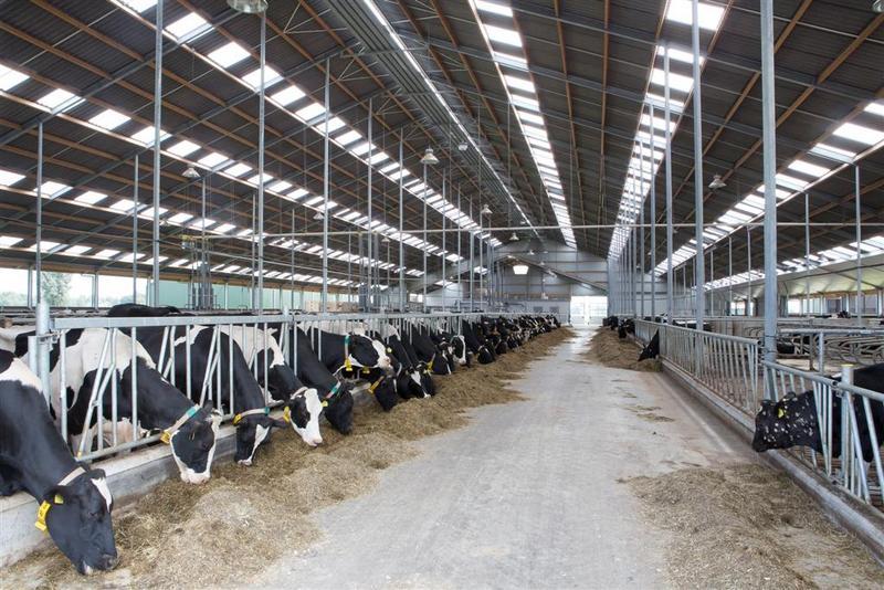Bedrijven met melkvee mogen op jaarbasis niet meer fosfaat produceren dan waarvoor zij over rechten beschikken.