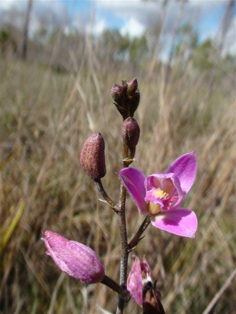 Immers, amper een 100-tal meters van de hoofdweg vond ik toch wel een orchidee in bloei zeker. Bletia purpurea.