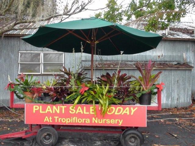 plaatsvond, waarvoor ik in Florida was. Tropiflora bleek evenwel een Bromelia-kweker zijn. En geen kleintje.