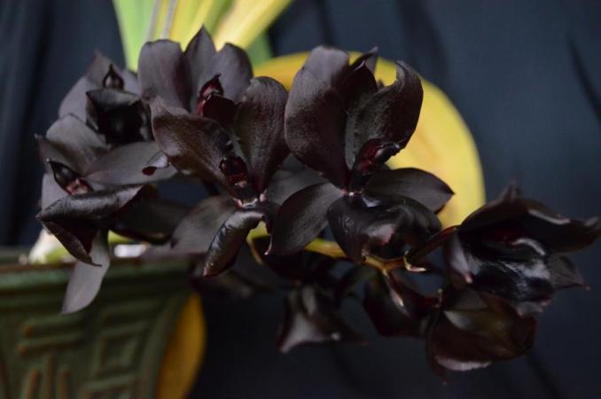 Vervolgens was er een spreker die de kweektechniek om succesvol Cymbidium hybriden kwam uit