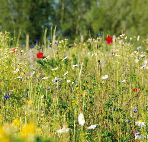 Wellerwaard Vlak bij Emmeloord ligt de recreatie- en natuurplas Wellerwaard. Ingebed in het unieke polderlandschap van Noordoostpolder komen hier verschillende landschappen samen.