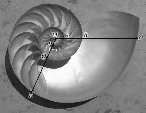 Spiraalvormen Op de foto zie je de binnenkant foto van een Nautilusschelp. In deze schelp is een bijzondere spiraalvorm te zien. Er is een horizontale lijn getekend vanuit het midden van de schelp M.