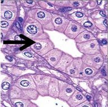pagina 13 van 24 Welke structuur in de nier (zie zwarte pijl) ziet u hier in het histologisch beeld?