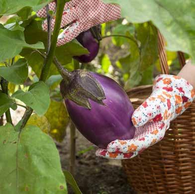 12 Onze zuiderse groenten Met zuiderse groenten tover je meteen een beetje vakantie op je bord. Wie houdt er niet van een ratatouille of gevulde paprika s? In het woord zuiders hoor je ook al warmte.