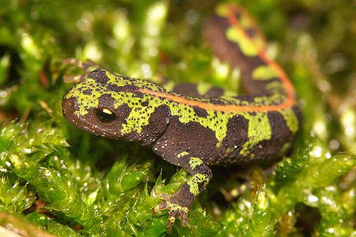 Een andere algemene gast is de trage, maar erg mooie vuursalamander. En tot slot de groene zandhagedis (onder). Die zijn forser dan de gewone hagedisjes 6.