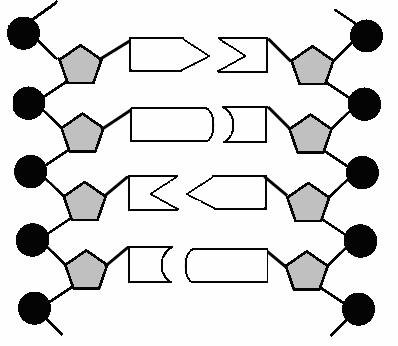 Lewenswetenskappe/V1 11 VRG 3 3.1 Die diagram hieronder verteenwoordig 'n gedeelte van 'n molekuul. estudeer die diagram en beantwoord die vrae wat volg.