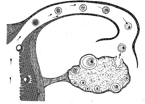 Lewenswetenskappe/V1 5 1.4 Die diagram hieronder verteenwoordig 'n gedeelte van die vroulike voortplantingstelsel van die mens nadat kopulasie (paring) plaasgevind het.