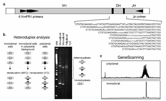 Uit: Van Dongen JJM et al.