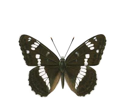 groot dikkopje - Ochlodes sylvanus boomblauwtje - Celastrina argiolus kleine parelmoervlinder - Issoria lathonia zwartsprietdikkopje -