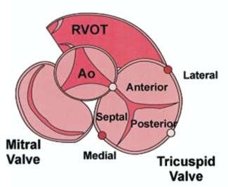 Anatomie