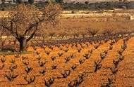 2. Geschiedenis Spaanse Wijnen Les Futailles Spanje was ooit een vrij onherbergzaam gebied van immense droge vlakten (mesetas) en dichtbeboste bergketens.