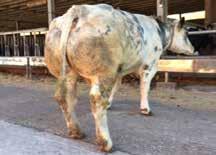 atman is de perfecte opvolger van zijn vader Farouk: zwaar, buiten origine en zeer functioneel. Aan moeders kant zijn tenminste 5 generaties koeien van meer dan 140 cm.