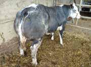 W. n de moederlijn vindt men uitsluitend zware koeien, zoals oa. ook bij rphéon de zeer zware surière d au Chêne (prijskampwinnares van meer dan duizend kilo).