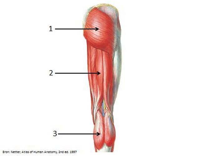 pagina 16 van 26 IF choice a. matches "e" AND choice b. matches "d" AND choice c. matches "a" m. pectoralis major: [e] m. sternocleidomastoideus: [d] m.