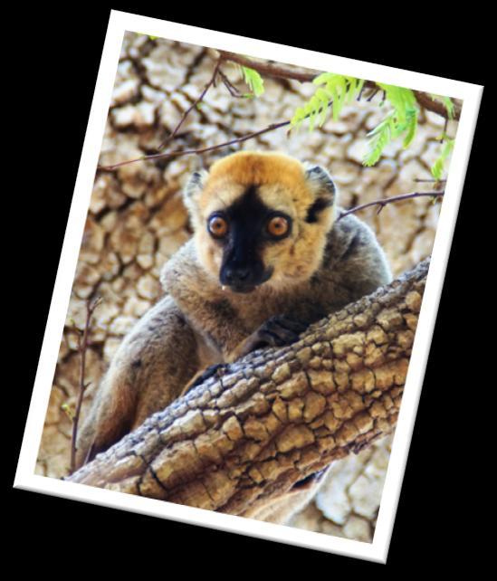 De hele voormiddag trekt u er op uit om deze en andere lemuren te spotten in het park. Uiteraard onder begeleiding van een bekwame gids.