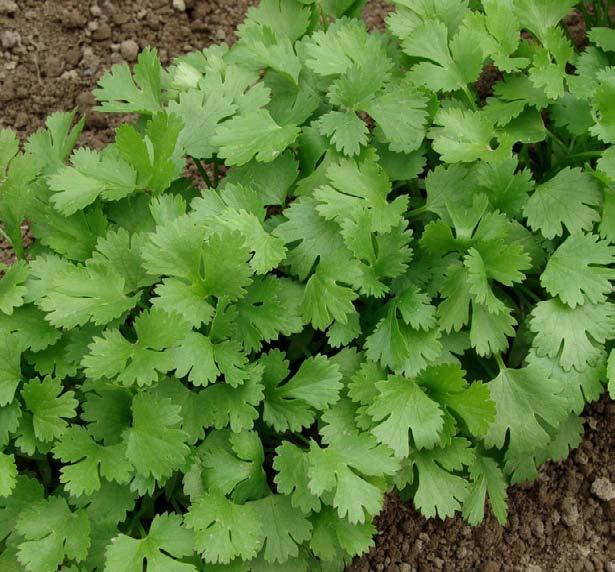 Nut in de tuin : Bieslook wordt dicht bij appelbomen geplant om schimmels, appelschurft en vruchtboomkanker te voorkomen. Bestrijdt meeldauw bij rode bes, cassis, aardbeien, rozenstuiken en pompoen.