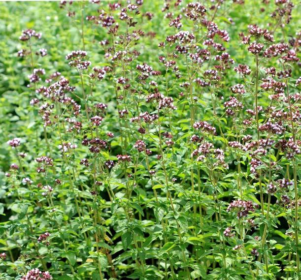 Dit is een nectarrijke plant die bestuivende insecten aantrekt. Ideaal voor uw groentetuin.