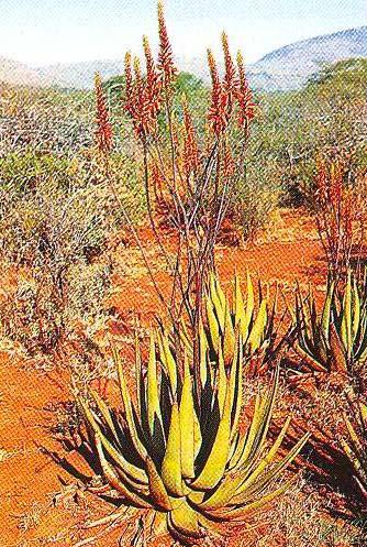 Landbouwetenskappe/V1 11 2.4 Aalwyne (Aloe spp) is inheemse plante wat tradisioneel deur kruiedokters gebruik word vir hul medisinale waarde.
