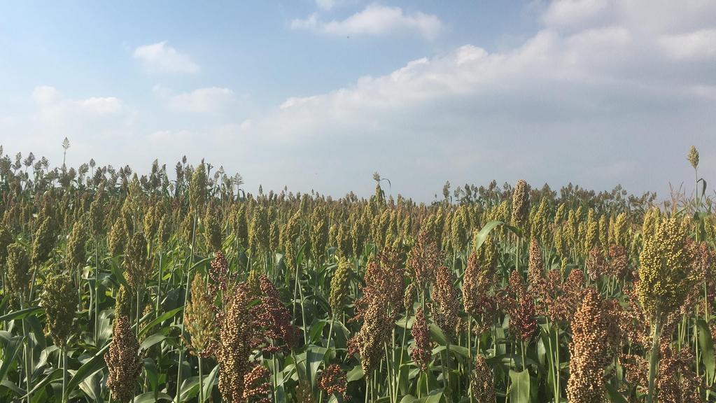 Sorghum Sorghum als derde