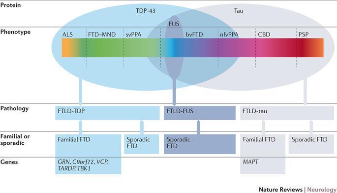 FTD-spectrum Meeter et al.