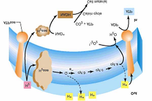 Waterstofbacteriën H 2 + ½ O 2 -> H 2 O G = -237kJ (ATP is 31.