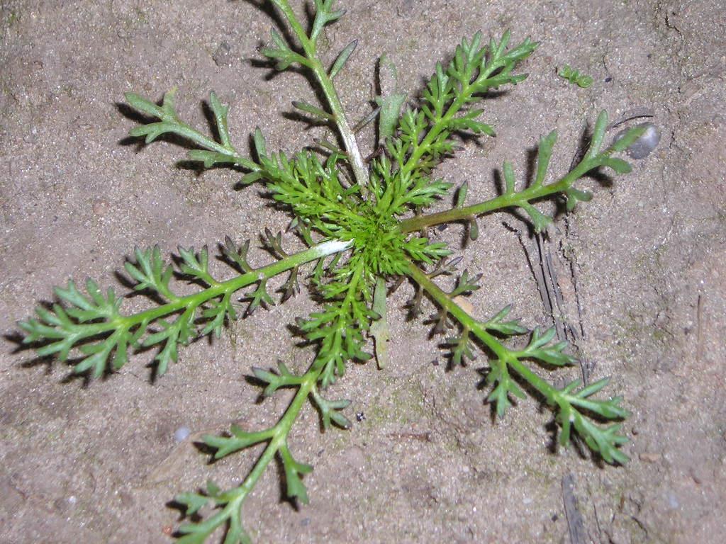 contactmiddelen Worden niet vervoerd in de plant Contact herbiciden Niet tegen