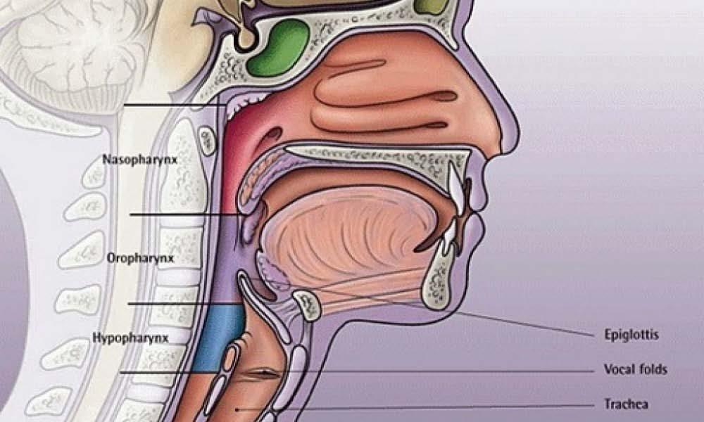 Anatomie van de