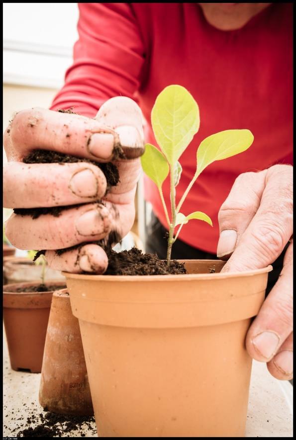 verspeengrond Plantjes