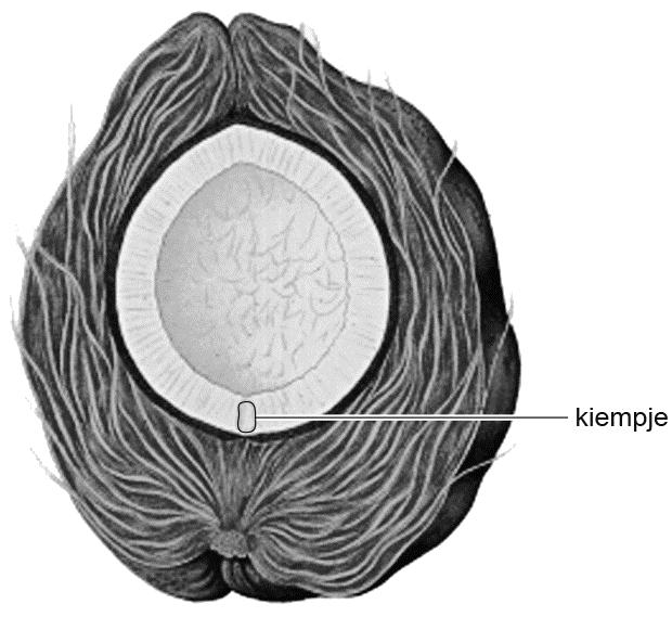 1p 14 Als een bloemsteel van een kokospalm wordt afgesneden, loopt er zoet sap uit. In dit sap zit veel glucose. Cellen van de kokospalm maken deze glucose met behulp van licht.