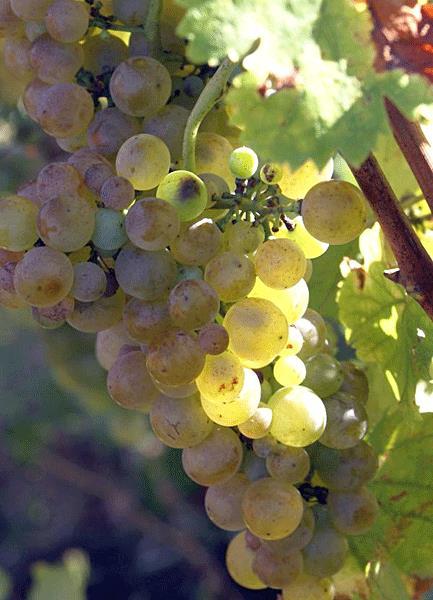 viognier - als de druiven rijp zijn is de kleur goudgeel Viognier Dit aromatische ras met kleine druiven levert rijke, vette wijnen op met weinig zuren, minder dan 2 g/l.