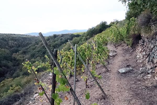 *** Condrieu La Berne 2016, Domaine Faury www.domaine-faury.fr Van oude stokken uit de wijngaard La Berne in Chavanay. Steile helling met granietbodem, expositie zuid en zuidoost.