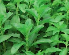 officinalis Speedy Stevia Stevia rebaudiana compact Thymus Thymus