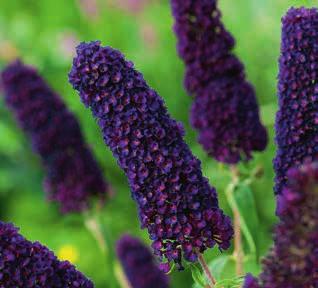 Heesters (Shrubs) & Vaste planten (Perennials) Buddleja Buddleja davidii Black Knight