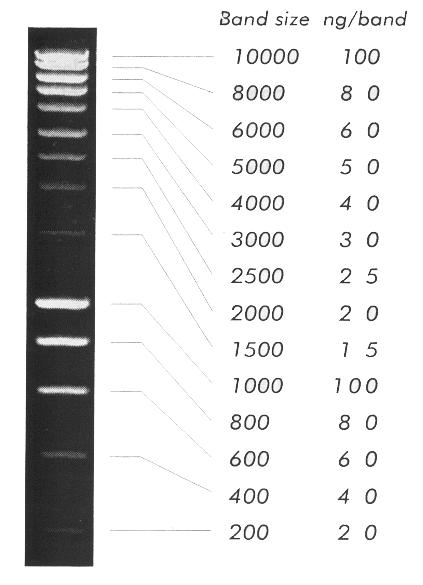 6. Resultaat De bijgeleverde DNA-stalen zijn enerzijds de referentie (REF) en anderzijds het te testen DNA (V1 en V2).
