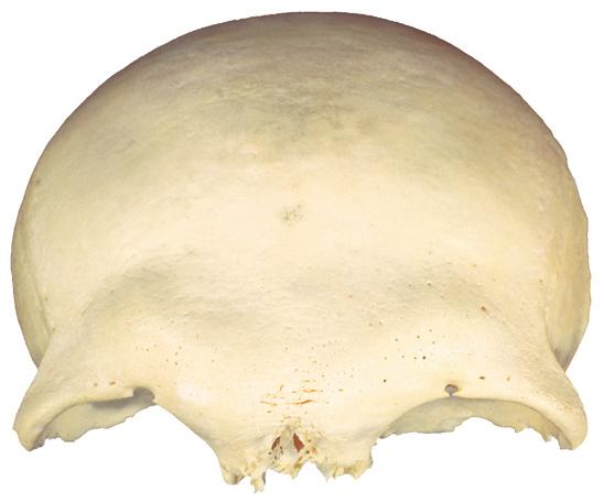 Voorhoofdsbeen 2.11a c Voorhoofdsbeen (os frontale).