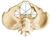 en ch Slaapbeen (os temporale) d en ch Gehoorbeentjes (ossicula auditus = auditoria) Hamer (malleus) ch Aambeeld (incus) ch Stijgbeugel (stapes) ch Aangezichtsschedelbeenderen (viscerocranium)