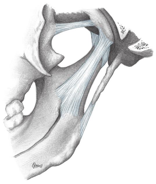 mastoideus Vagina processus styloidei Processus coronoideus Processus styloideus Ä Bij fracturen van