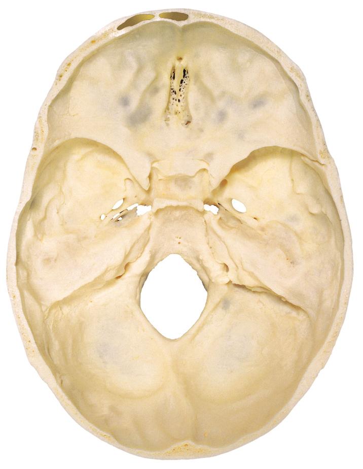 Schedelbasis: binnenaanzicht 2.9 Binnenzijde schedelbasis, bovenaanzicht.