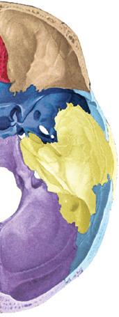 cranii media Foramen spinosum Canalis caroticus Os temporale Foramen jugulare Sulcus sinus petrosi superioris Canalis hypoglossi Dorsum sellae Clivus Fossa cranii posterior Foramen magnum Crista