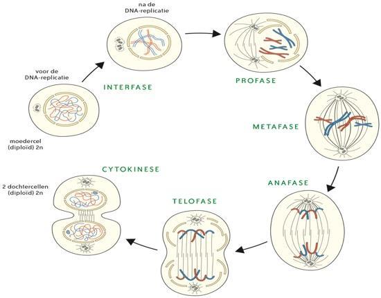 3. Ontwikkeling van het leven : verschillende soorten celdelingen Mitose zorgt voor de vorming van verschillende soorten nieuwe lichaamscellen of somatische cellen, waardoor groei en herstel van