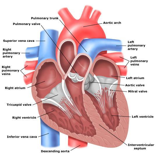 INLEIDING INLEIDING 1. Het hart 1.1 Anatomie Het hart lokaliseert zich in de thoraxholte, posterior ten op zichte van het sternum en de ribben en superior ten op zichte van het diafragma.