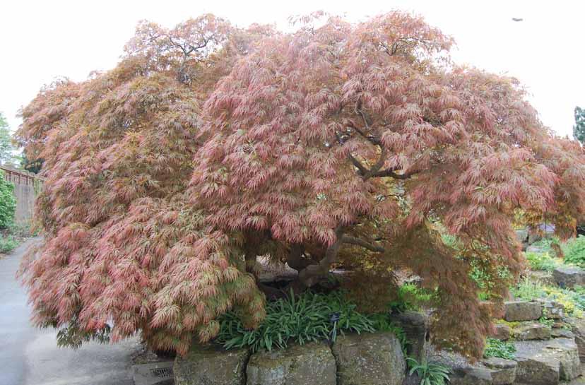 Acer palmatum 'Dissectum Atropurpureum'.